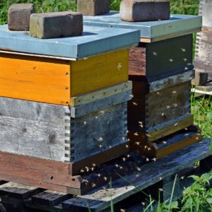 bees-1578726_1920